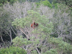 Alouatta macconnelli