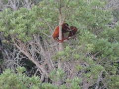 Alouatta macconnelli