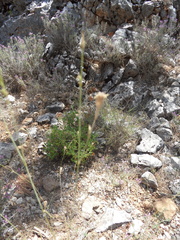 Silene echinospermoides