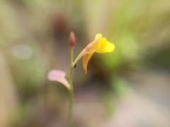 Utricularia bifida