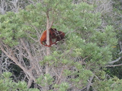 Alouatta macconnelli