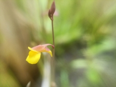Utricularia bifida