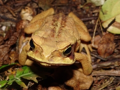 Rhinella diptycha
