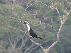 Ramphastos tucanus