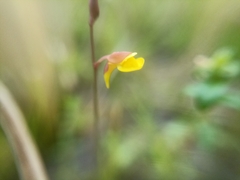 Utricularia bifida