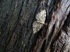 Rheumaptera meadii