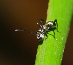 Polyrhachis cupreata