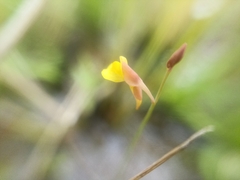 Utricularia bifida
