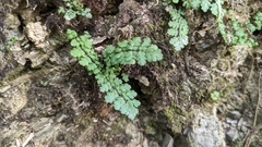 Cheilanthes chusana