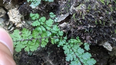 Cheilanthes chusana