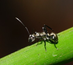Polyrhachis cupreata