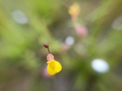 Utricularia bifida