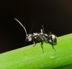 Polyrhachis cupreata