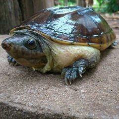 Staurotypus salvinii