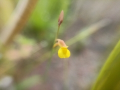 Utricularia bifida