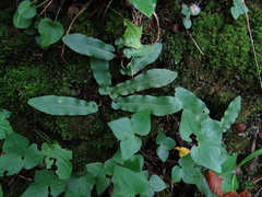 Asplenium scolopendrium americanum