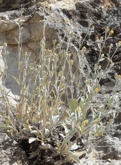 Pentanema verbascifolium