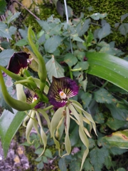Prosthechea cochleata