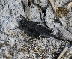 Paratettix mexicanus