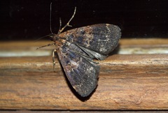 Hydrillodes funestalis