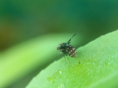 Acalyptratae