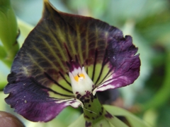 Prosthechea cochleata