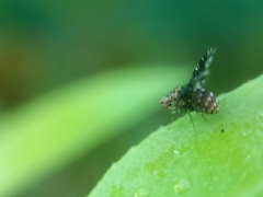 Acalyptratae