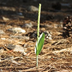 Malaxis macrostachya