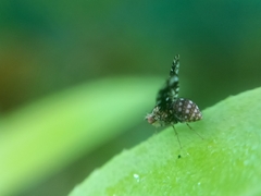 Acalyptratae