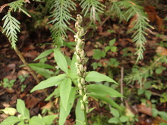 Platanthera aquilonis