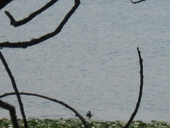 Podilymbus podiceps