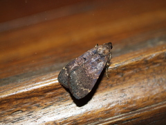 Hydrillodes funestalis