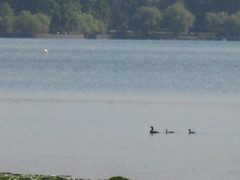 Podilymbus podiceps