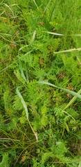 Artemisia tanacetifolia