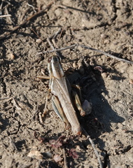 Melanoplus packardii
