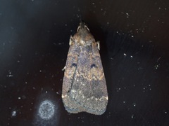 Hydrillodes funestalis