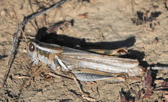 Melanoplus packardii