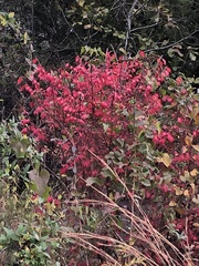 Euonymus alatus