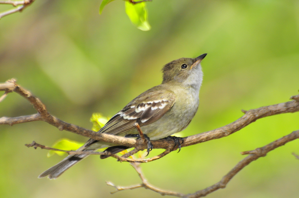 Noronha Elaenia