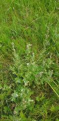 Artemisia mongolica