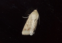 Helicoverpa punctigera