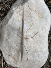 Parabacillus hesperus