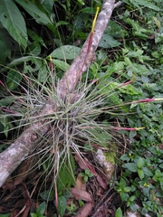 Tillandsia schiedeana