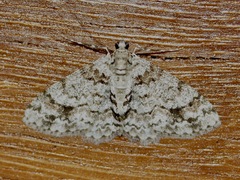 Myrioblephara desumpta