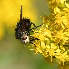 Juriniopsis