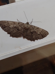 Cymatophora approximaria