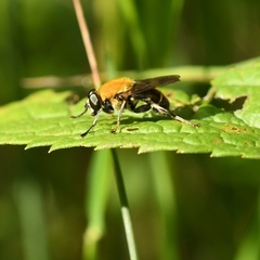 Pterallastes thoracicus
