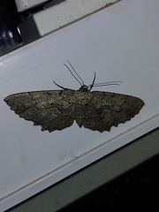 Cymatophora approximaria