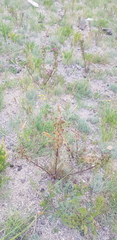 Pedicularis rubens