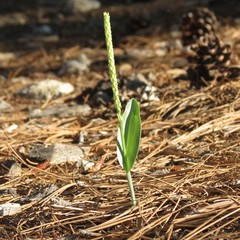 Malaxis macrostachya